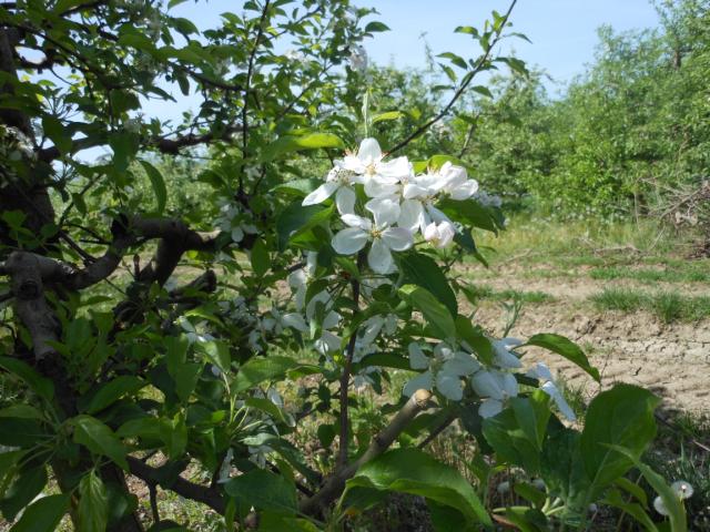 Fenofaza jabuke, okolina Čačka