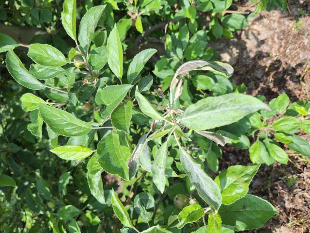 Simptomi prouzrokovača pepelnice jabuke  (Podosphaera leucotricha )