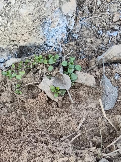 Larvi krvave vaši, Eriosoma lanigerum