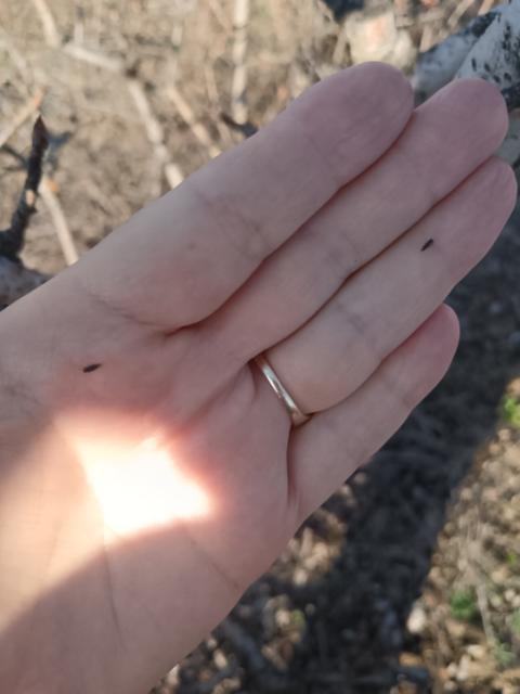 Imago obične kruškine buve, Cacopsylla pyri