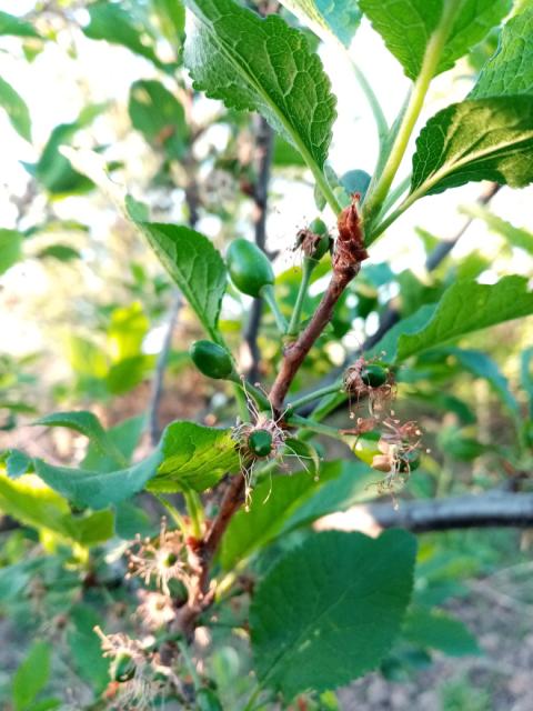 Šljiva, Prunus domestica