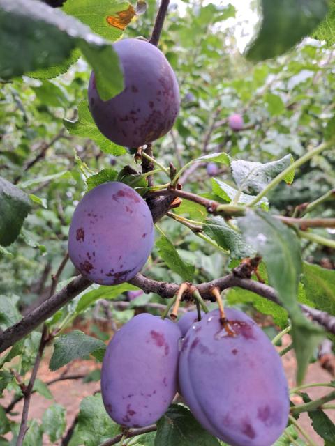 Zaštita šljive, Monilinia spp.,Trulež plodova, Šljivin smotavac