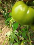 Stenica na paradajzu