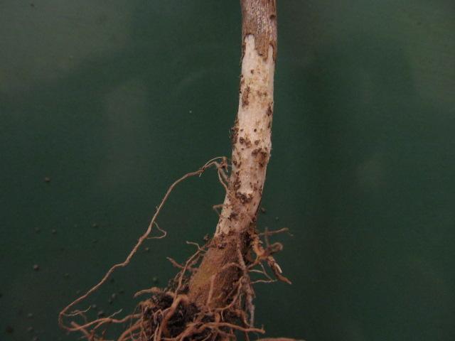 sušenje biljaka paprike uzrokovano gljivom Fusarium solani u uslovima zatvorenog prostora