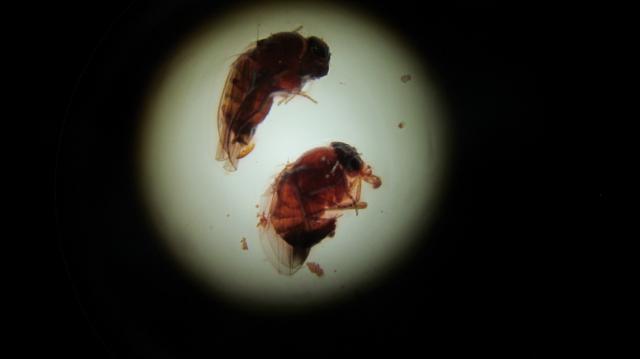 drosophila suzukii
