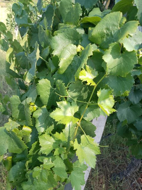 flavescence doree, fd