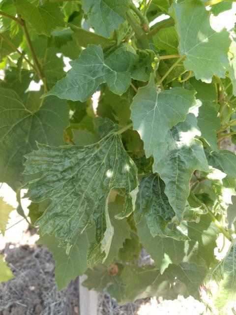 Grapevine fanleaf virus-GFLV