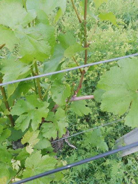 eriofidne grnje u vinovoj lozi