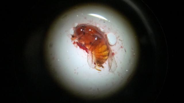 mušice Drosophila suzukii