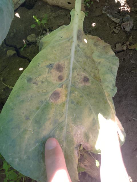 Alternaria brassicae,crna pegavost kupusa 
