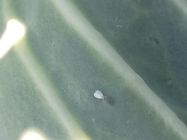 bela kupusna mušica-imago