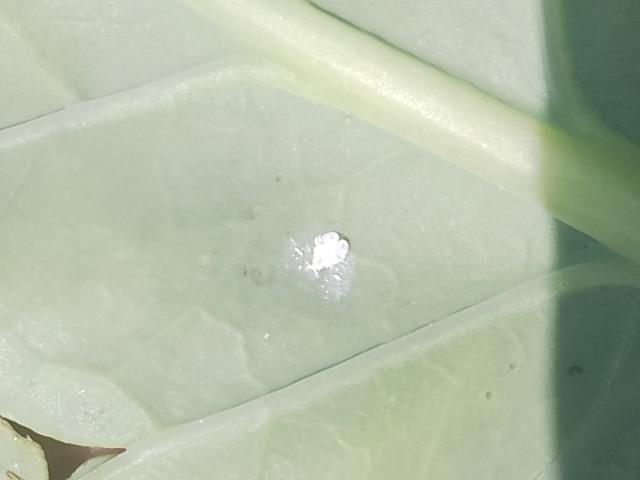 Aleyrodes proletella