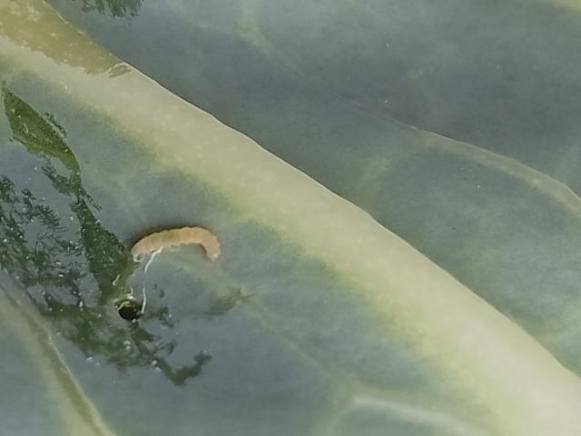 kupusni moljac larva