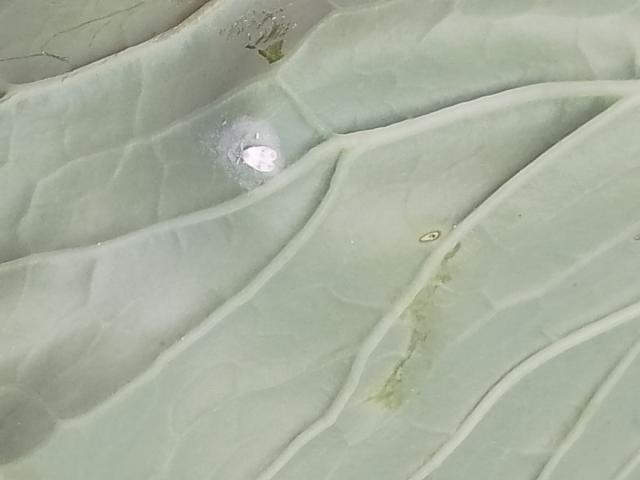 leptirasta vaš kupusa,Aleyrodes proletella