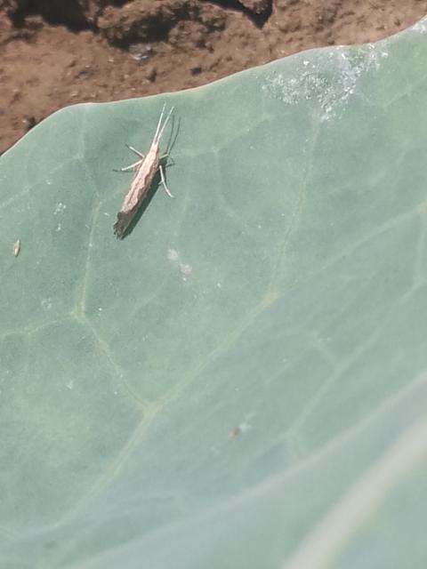 Plutella xylostella