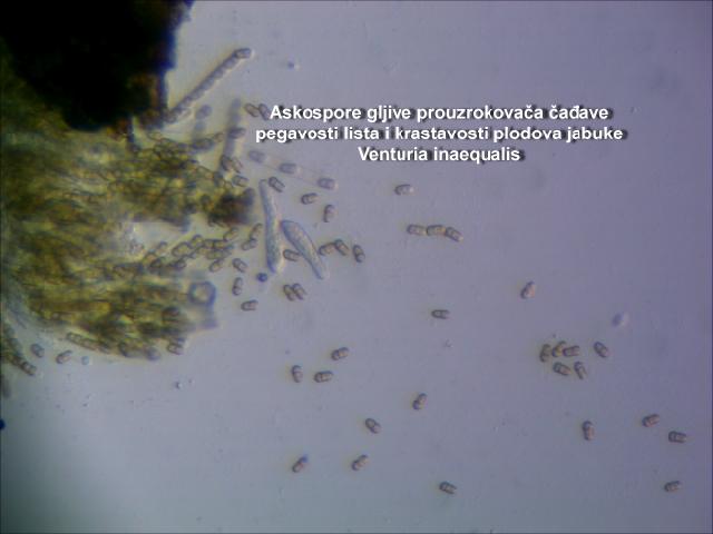 Askospore gljive Venturia inaequalis