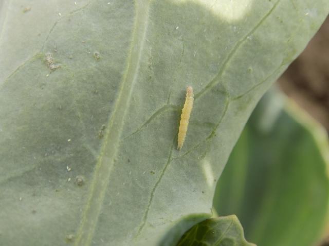 larva kupusnog moljca 