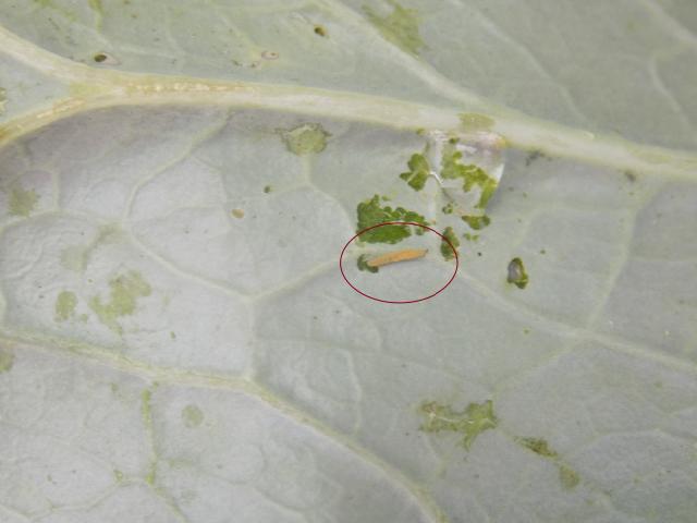 Larva kupusovog moljca u kupusu