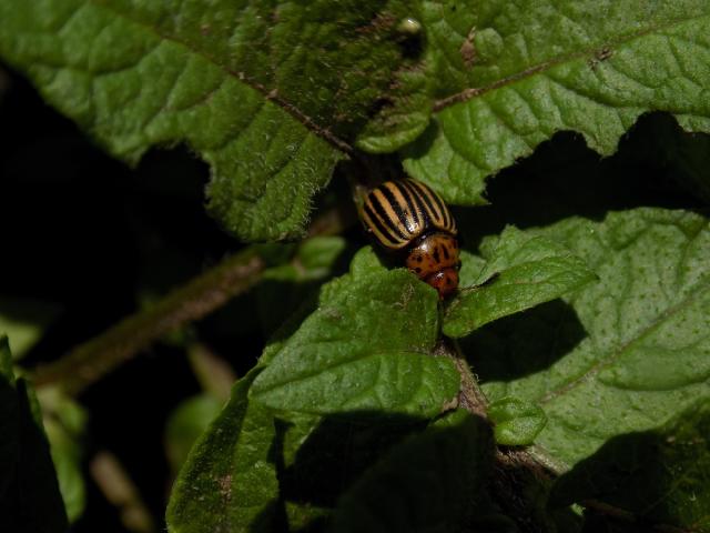 Krompirova zlatica Leptinotarsa decemlineata