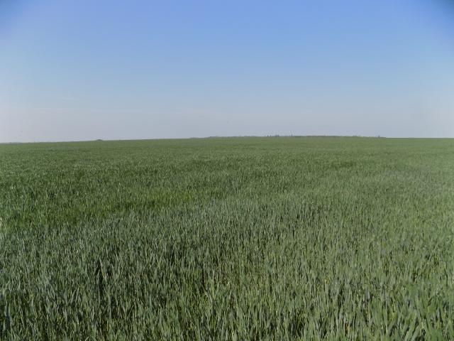 Triticum vulgare