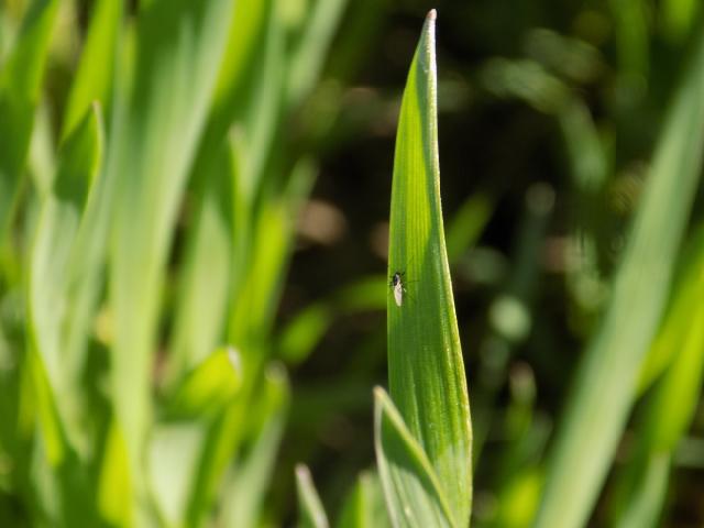 Lisne vaši Aphididae, biljne vaši 