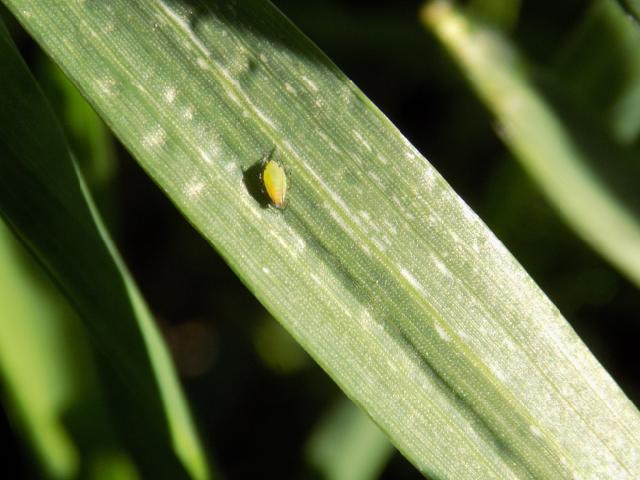 Aphididae