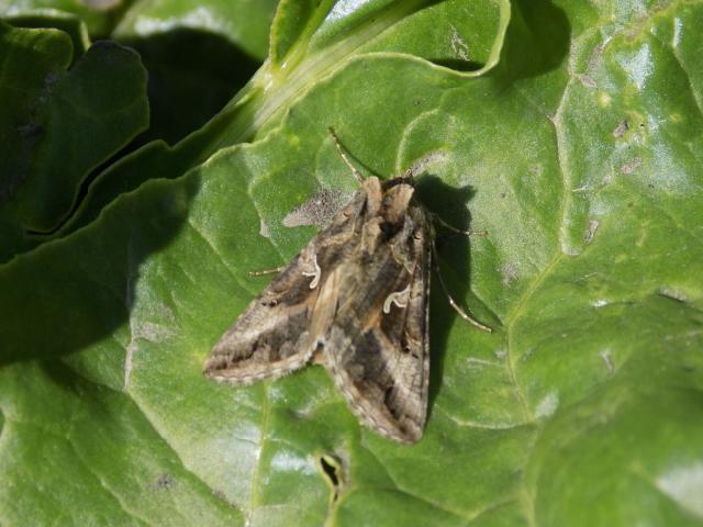 Autographa gamma sovica gama