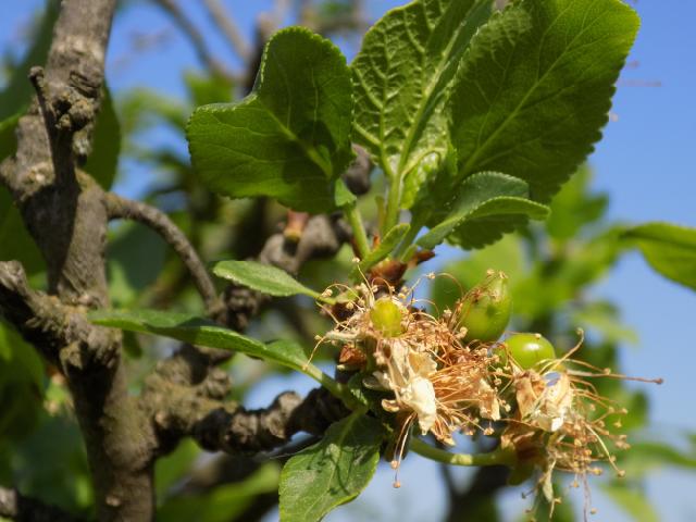 Prunus domestica