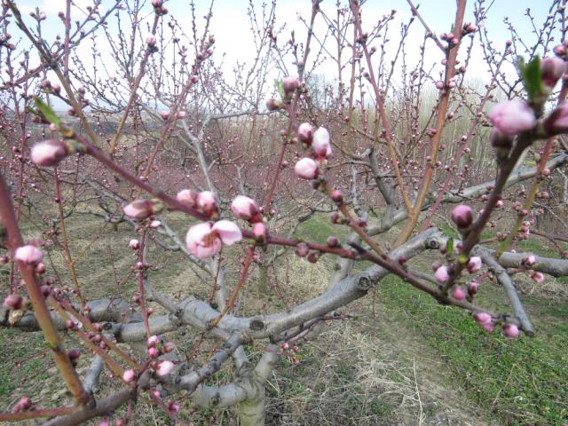 Fenofaza razvoja breskve - 59 BBCH skale (Većina cvetova sa krunicama , koje formiraju beli balon), lokalitet Bukovica