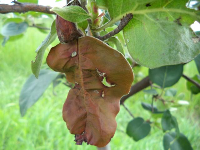 simptom infekcije bakterioznom plamenjačom (Erwinia amylovora) na dunji, lokalitet Tavnik, RC Kraljevo