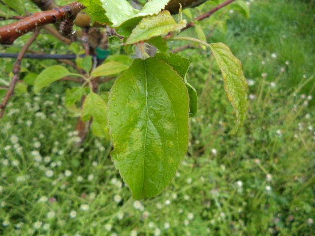 Moguća infekcija ACLSV (Apple Chlorotic Leafspot Virus) na jabuci, lokalitet Roćevići, RC Kraljevo