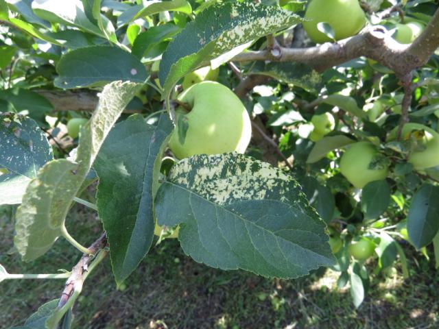 Simptom koji ukazuje na prisustvo virusa mozaika jabuke, Apple mosaic virus-ApMV, na Zlatnom Delišesu