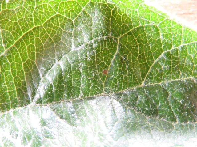 Jaje jabukinog smotavca (Carpocapsa pomonella) pred piljenje, na listu jabuke