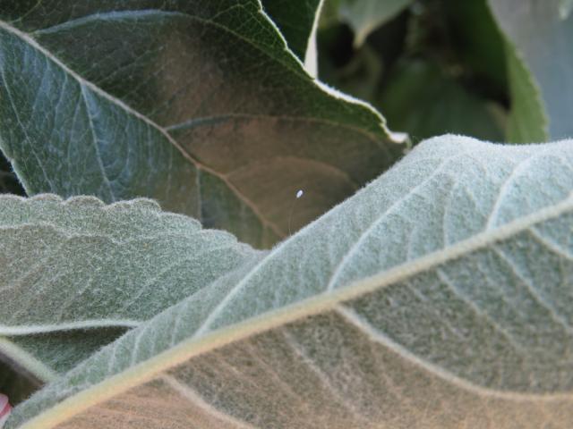 Jaje zlatooke (Chrysoperla carnea) na naličju lista jabuke