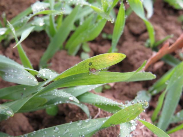 Lisne vaši (Aphididae) na ječmu