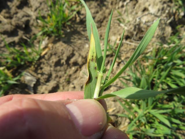 Simptom Pyrenophora teres na ječmu, lokalitet Samaila