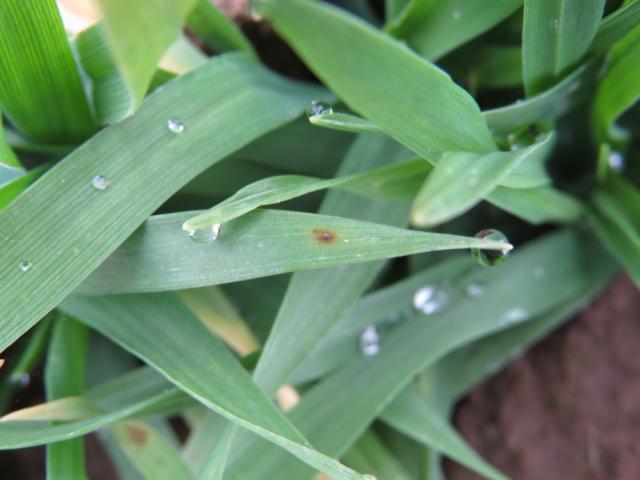 Mrežasta pegavost ječma (Phyrenophora teres)