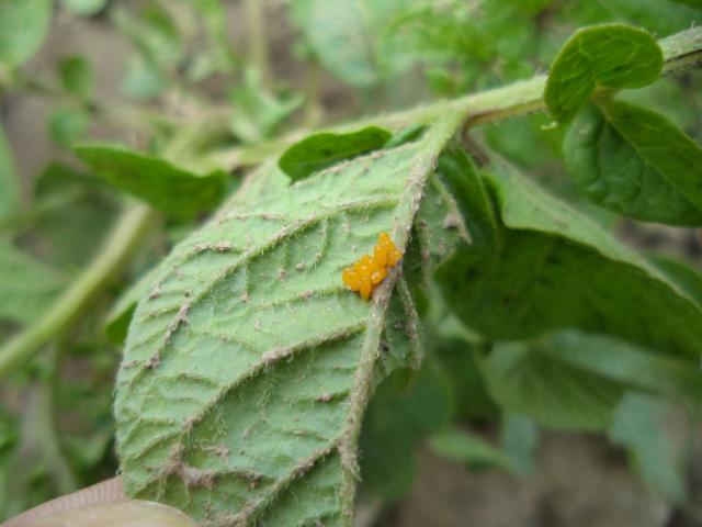 Jaja krompirove zlatice (Leptinotarsa decemlineata), lokalitet Bapsko Polje, RC Kraljevo