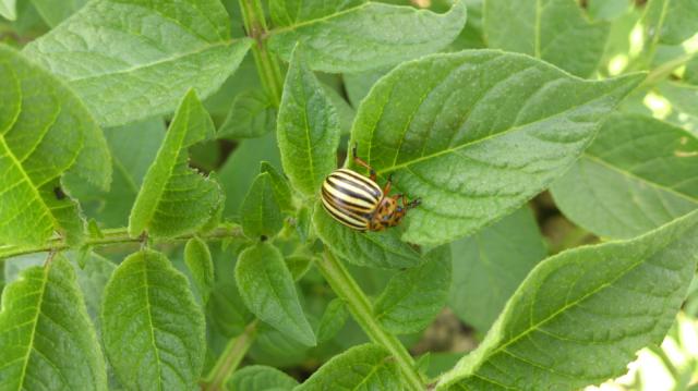 Imago krompirove zlatice (Imago Leptinotarsa decemlineata) na krompiru, lokalitet Obrva, RC Kraljevo