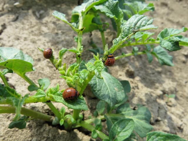 Larve krompirove zlatice (Leptinotarsa decemlineata), lokalitet Bapsko Polje