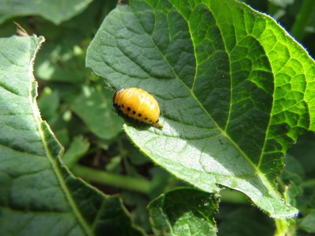 Larva krompirove zlatice (Leptinotarsa decemlineata), lokalitet Bapsko Polje