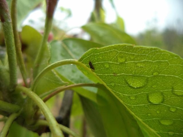 Imago kruškine buve (Psylla pyri) na kruški, lokalitet Bukovica, RC Kraljevo