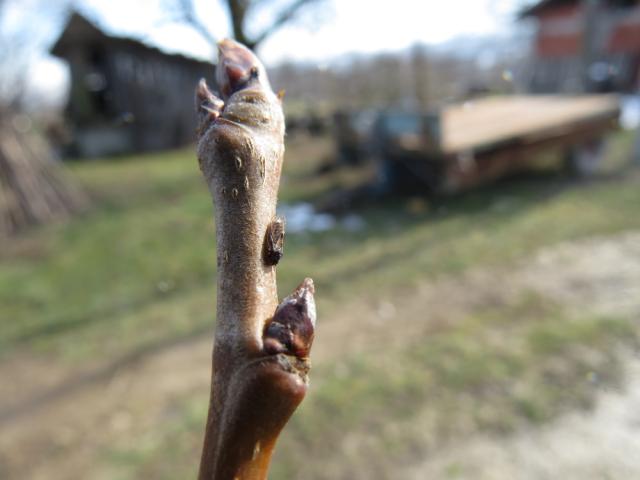 Imago kruškine buve (Psylla pyri) u ovipoziciji, kruška, Roćevići, RC Kraljevo