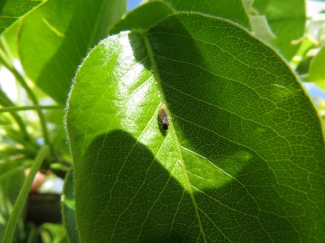 Imago obične kruškine buve (Cacopsylla pyri), lokalitet Dedevci