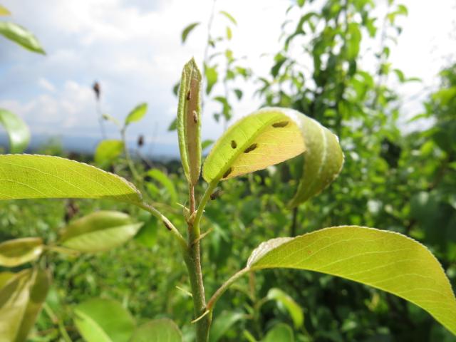 Imaga obične kruškine buve (Cacopsylla pyri), lokalitet Bukovica