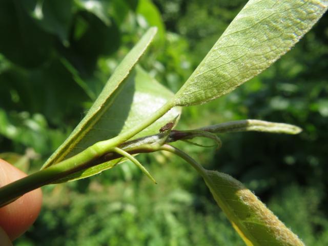 Imago obične kruškine buve (Cacopsylla pyri), lokalitet Bukovica