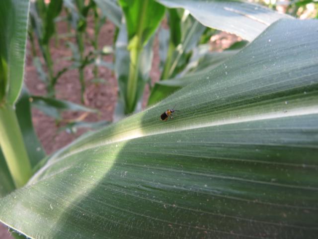 Imago kukuruzne zlatice (Diabrotica virgifera) na listu kukuruza