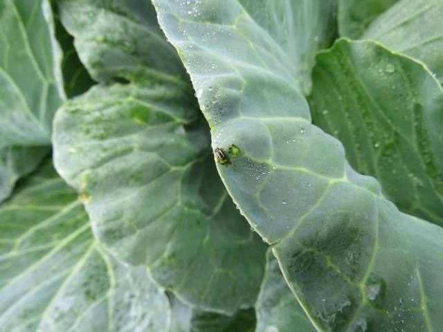 Imago buvača (Phyllotreta sp) na listu kupusa