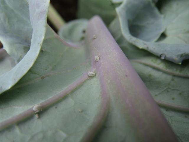 Kupusova vaš (Brevicoryne brassicae) na naličju lista kupusa