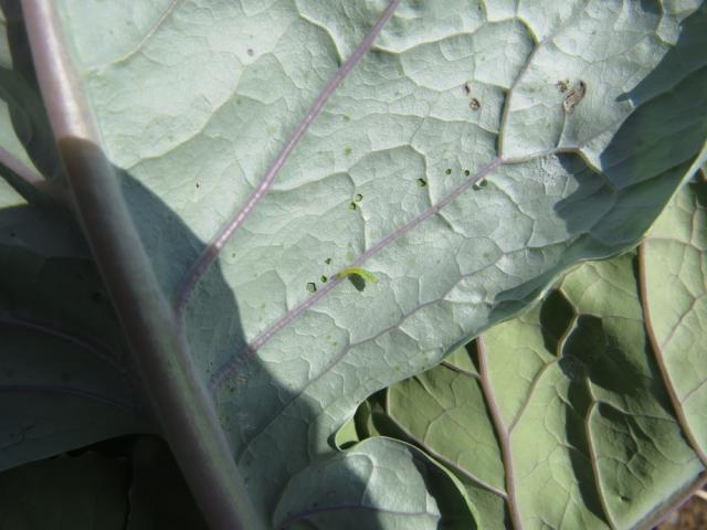 larva kupusne sovice (mamestra brassicae) na naličju lista kupusa